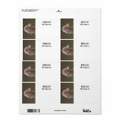 Nederlandse Dwergkonijn Etiket (Full Sheet)