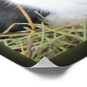 Nederlandse foto van konijnen met groot canvas poster (Hoek)