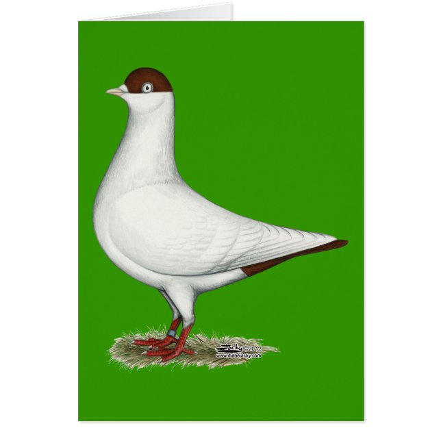 Nederlandse Helmduif (Voorkant)