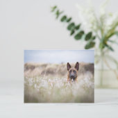 Nederlandse herder in de moeder briefkaart (Staand voorkant)