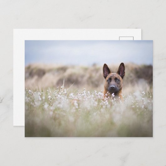 Nederlandse herder in de moeder briefkaart (Voorkant / Achterkant)