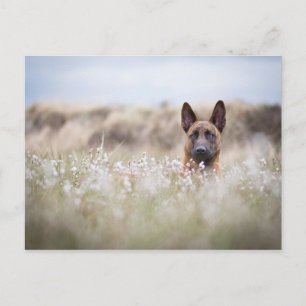 Nederlandse herder in de moeder briefkaart