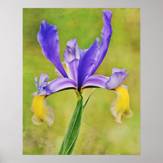 Nederlandse Iris Flower Photographic Art afdrukken Poster (Voorkant)