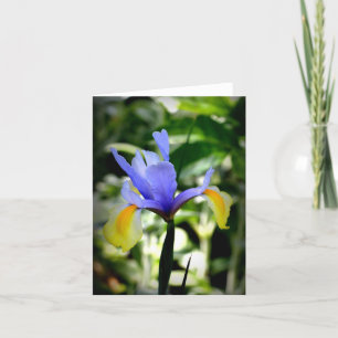 Nederlandse Iris Kaart