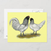 Nederlandse kippen briefkaart (Voorkant / Achterkant)