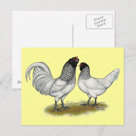 Nederlandse kippen briefkaart (Voorkant / Achterkant)