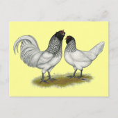 Nederlandse kippen briefkaart (Voorkant)