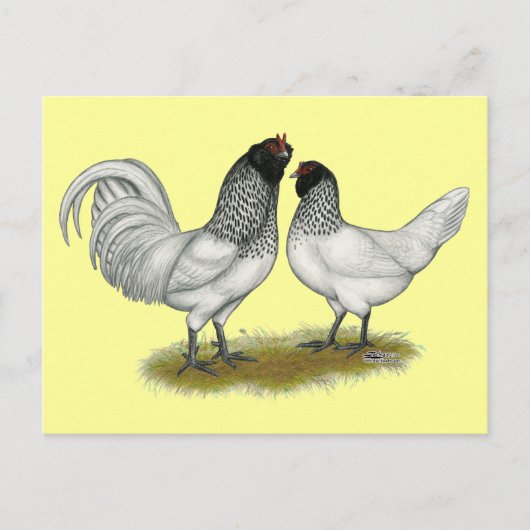 Nederlandse kippen briefkaart (Voorkant)