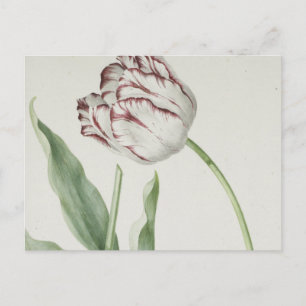 Nederlandse Kunst: Witte en Rode Tulp Briefkaart