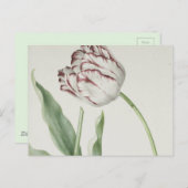  Nederlandse Kunst: Witte en Rode Tulp Briefkaart (Voorkant / Achterkant)