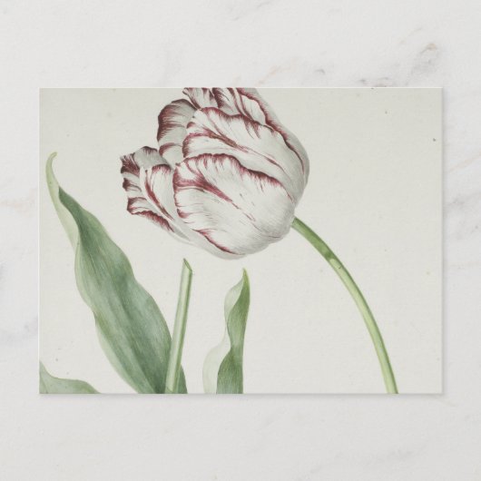  Nederlandse Kunst: Witte en Rode Tulp Briefkaart (Voorkant)