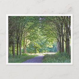 Nederlandse Salland Regio Westerveldse Bos Bos Briefkaart