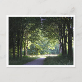 Nederlandse Salland Regio Westerveldse Bos Bos Briefkaart