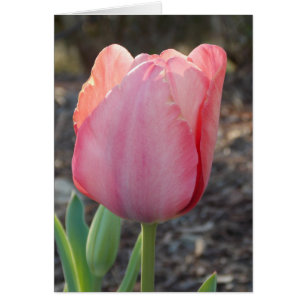 Nederlandse Tulip