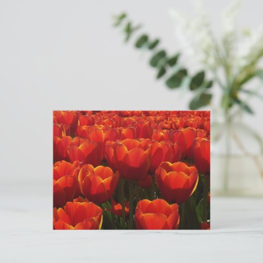 Nederlandse tulpen briefkaart (Staand voorkant)