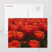 Nederlandse tulpen briefkaart (Voorkant / Achterkant)