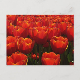Nederlandse tulpen briefkaart