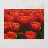 Nederlandse tulpen briefkaart (Voorkant)