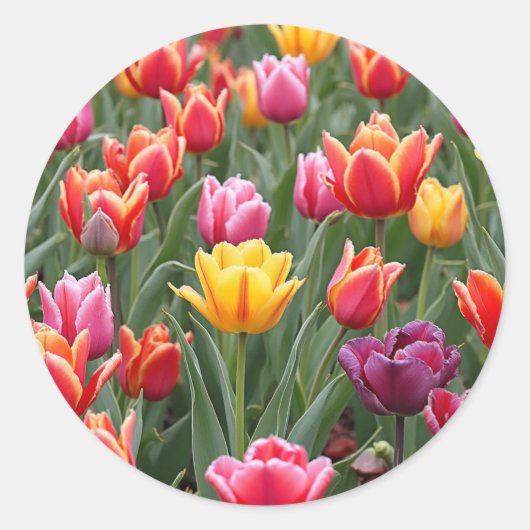 Nederlandse Tulpen Ronde Sticker (Voorkant)