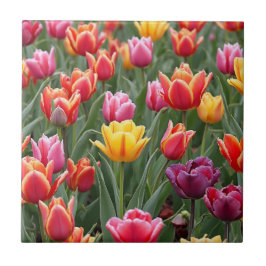 Nederlandse Tulpen Tegeltje