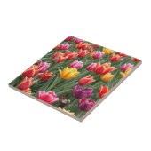 Nederlandse Tulpen Tegeltje (Zijkant)