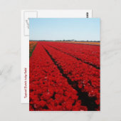 Nederlandse tulpenveld briefkaart (Voorkant / Achterkant)