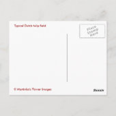 Nederlandse tulpenveld briefkaart (Achterkant)