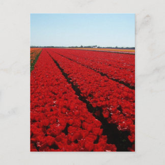 Nederlandse tulpenveld briefkaart