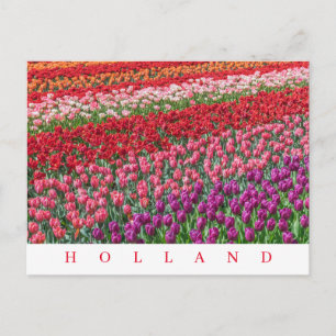 Nederlandse tulpvelden uitzicht briefkaart
