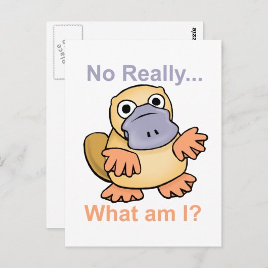 Nee echt... Wat ben ik? Platypus Briefkaart (Voorkant / Achterkant)