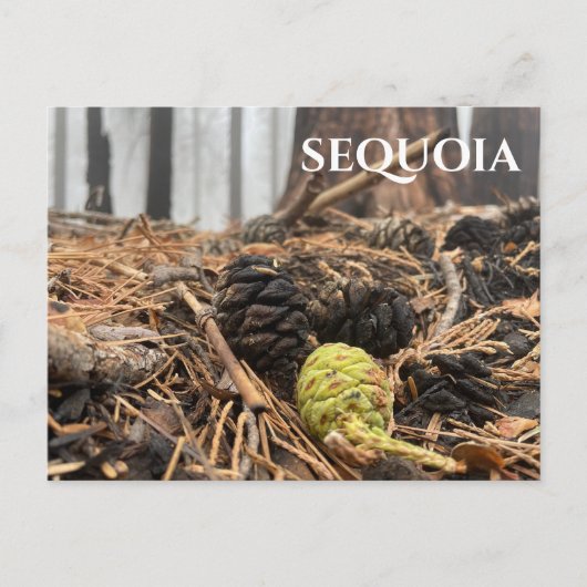 Needles and Cones, Forest Floor, Sequoia NP Briefkaart (Voorkant)
