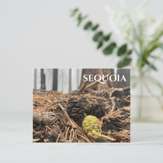 Needles and Cones, Forest Floor, Sequoia NP Briefkaart (Staand voorkant)