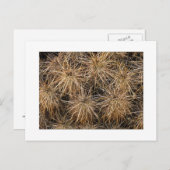 "Needles and Hay Stacks" Briefkaart (Voorkant / Achterkant)