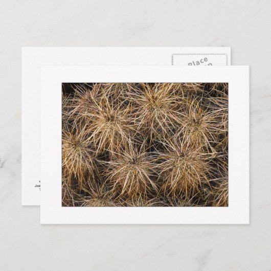 "Needles and Hay Stacks" Briefkaart (Voorkant / Achterkant)