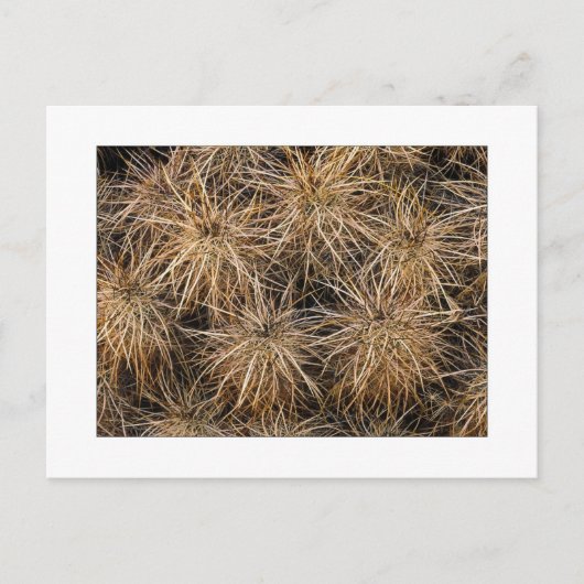 "Needles and Hay Stacks" Briefkaart (Voorkant)