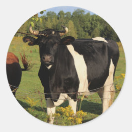 Neem de stier bij de hoorns ronde sticker