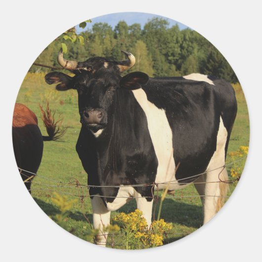 Neem de stier bij de hoorns ronde sticker (Voorkant)