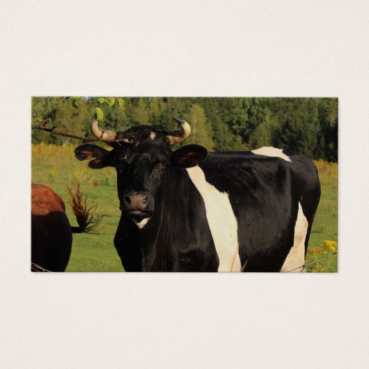 Neem de stier bij de hoorns visitekaartje (Voorkant)