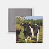 Neem de Stier door de Hoornen Magneet (Voorkant / Achterkant)