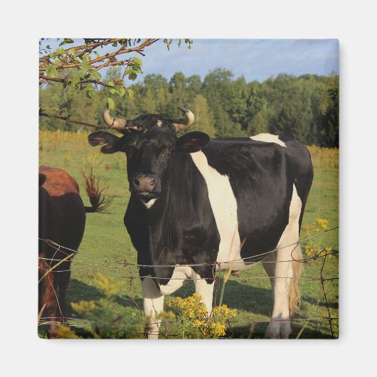 Neem de Stier door de Hoornen Magneet (Voorkant)