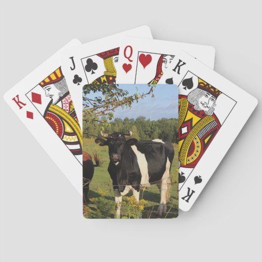 Neem de Stier door de Hoornen Pokerkaarten (Achterkant)