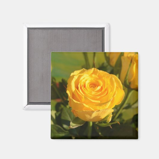 Neem de tijd om de gele roos te ruiken magneet (Voorkant / Achterkant)