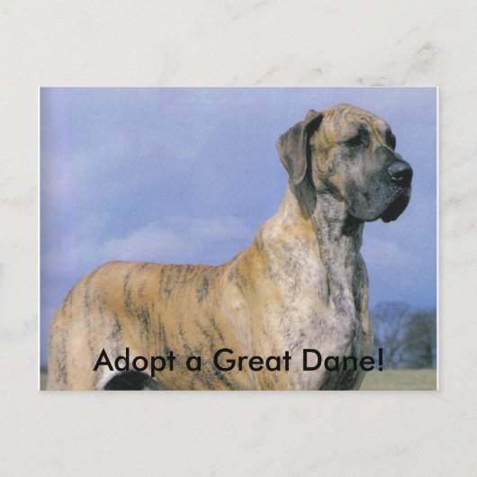 Neem een grote deen aan! briefkaart (Voorkant)