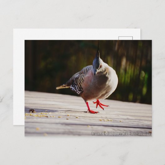 Neem een Walk Briefkaart (Voorkant / Achterkant)