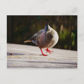 Neem een Walk Briefkaart (Voorkant)