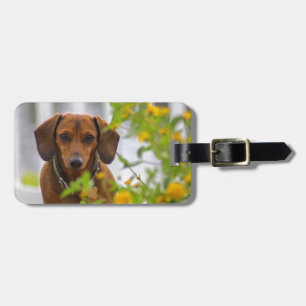 Neem me mee met je Dachshund Bagagelabel