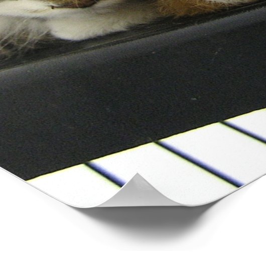 Neem vandaag een schuilkat aan poster (Hoek)