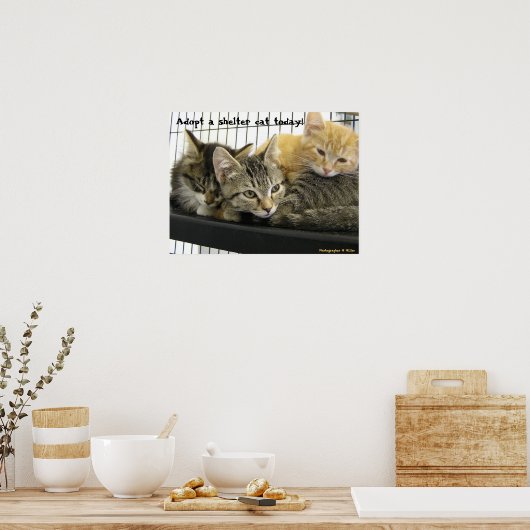 Neem vandaag een schuilkat aan poster (Keuken)