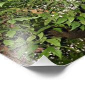 neemboom Azadirachta indica Foto Afdruk (Hoek)