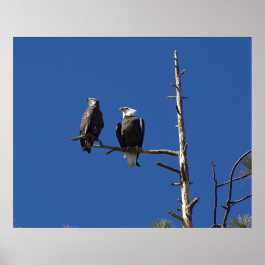 Neergestreken Kaal Eagles Poster (Voorkant)